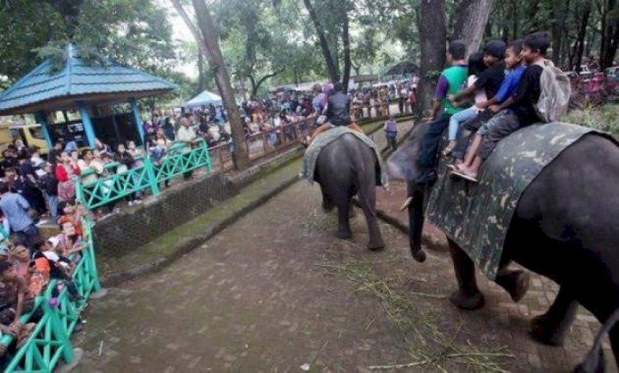 Nasib Pedagang Bandung Zoo di Ujung Tanduk, Berharap Keajaiban Lebaran 2026