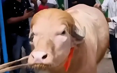 Viral Jelang Idul Adha! Sapi Albino 700 Kg di Bangladesh Dinamai Donald Trump