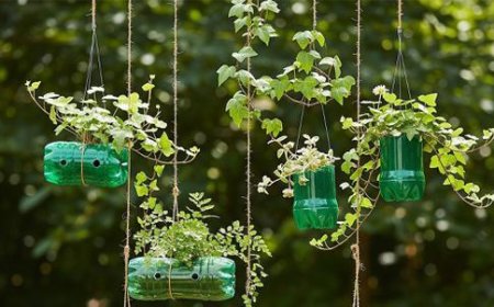 Sulap Botol Bekas Jadi Kebun Mini, Tren Urban Farming Murah Ini Ramai Dicoba