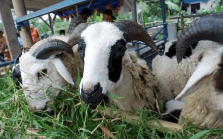 Jelang Idul Adha, Stok Kambing Turun di Jawa Barat
