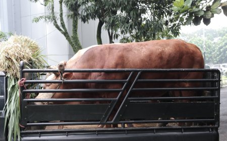 DEFEND ID Bagikan 100 Hewan Kurban untuk Masyarakat