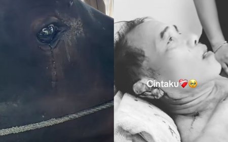 Sapi Ngamuk Seruduk Pemilik karena Hendak Dijual, Ending Harunya Bikin Netizen Ikut Menangis