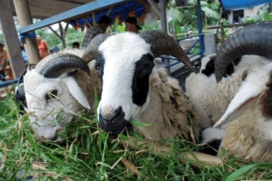 Jelang Idul Adha, Stok Kambing Turun di Jawa Barat