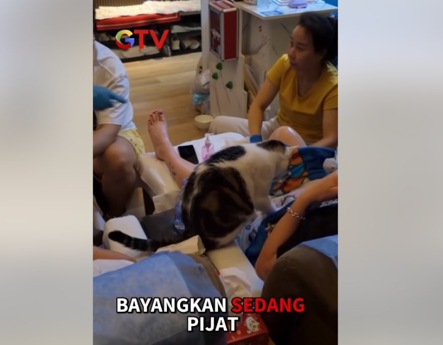 Spa Hong Kong Hadirkan Cat Massage Pertama di Dunia