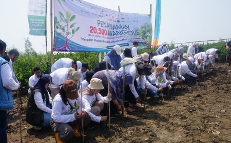 Bio Farma Tanam 10.000 Mangrove di Karawang