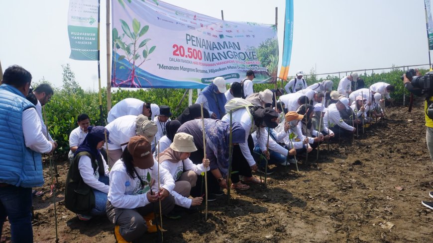 Bio Farma Tanam 10.000 Mangrove di Karawang