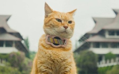 Film Pendek Meong! Karya Mahasiswa ITB Raih Penghargaan di Festival Internasional