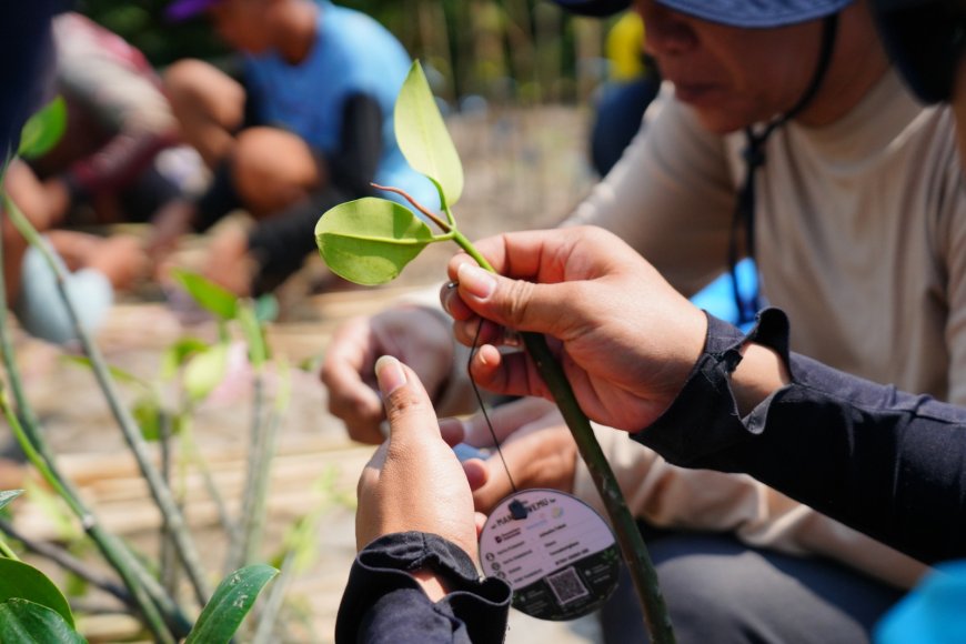 Bio Farma Dorong Konservasi Mangrove Berbasis Teknologi