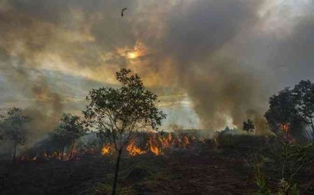 Mengapa Kebakaran Hutan di Kalimantan Sulit Dipadamkan?